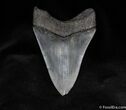 Inch Collector Grade Megalodon Tooth - Wow! #110-2